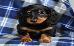 Miniature Dachshund dogs for sale: Sadie - Image 7