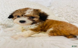 Mini Bernedoodle dogs for sale: Snickerdoodle - Image 4