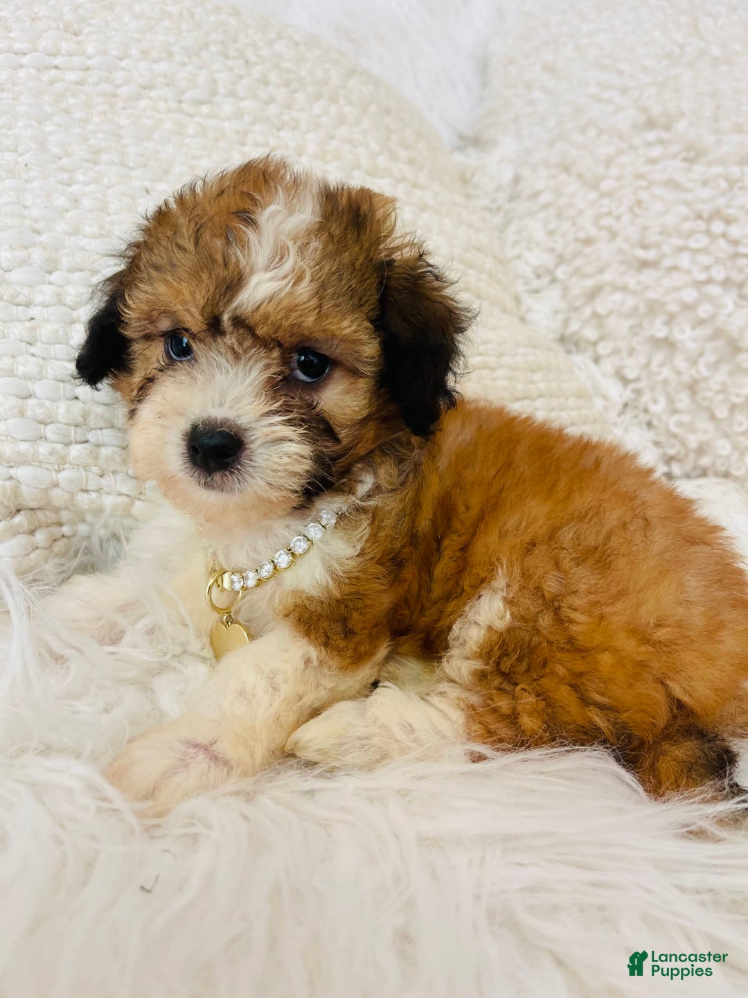Mini Bernedoodle dogs for sale: Snickerdoodle - Image 4