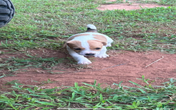 Jack Russell Terrier dogs for sale: Boy 1 - Image 1