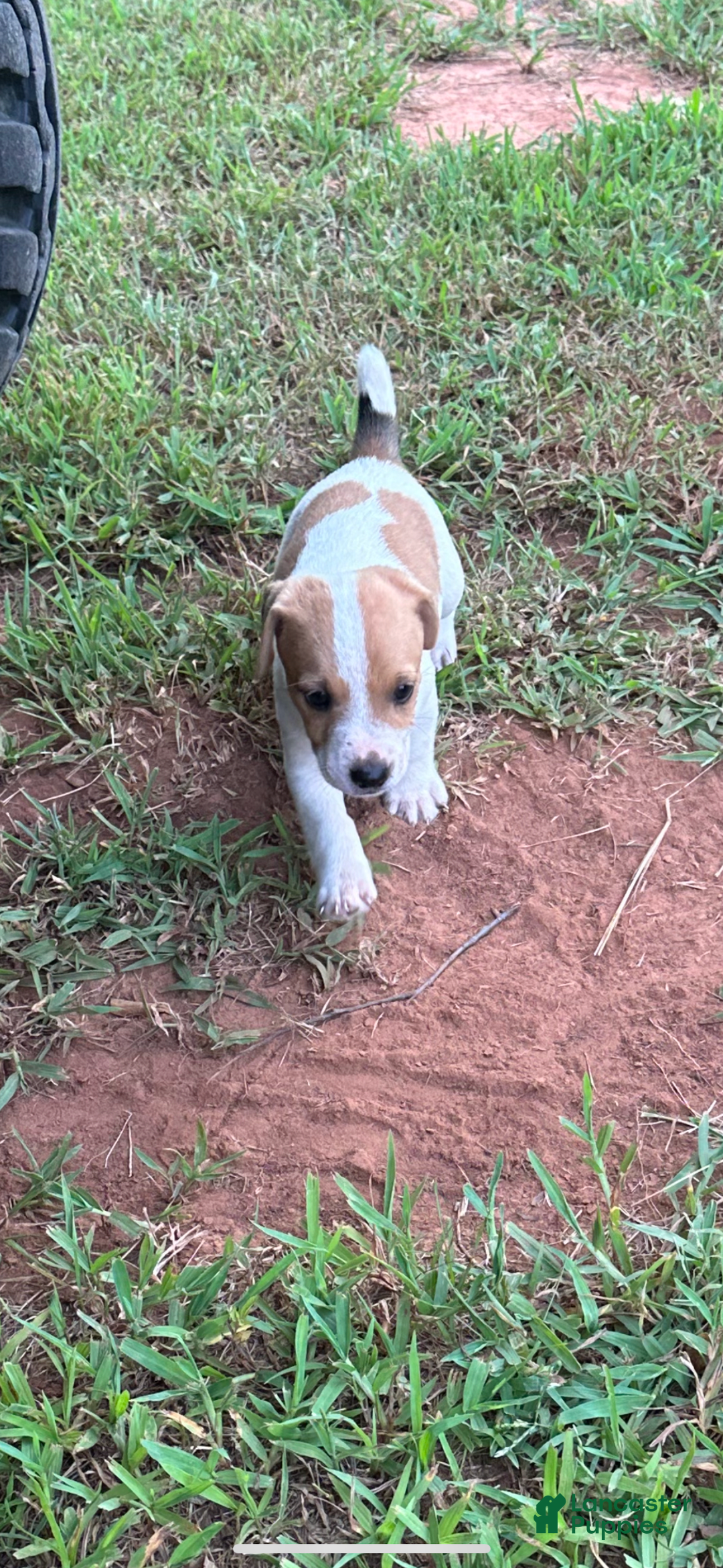 Jack Russell Terrier dogs for sale: Boy 1 - Image 1
