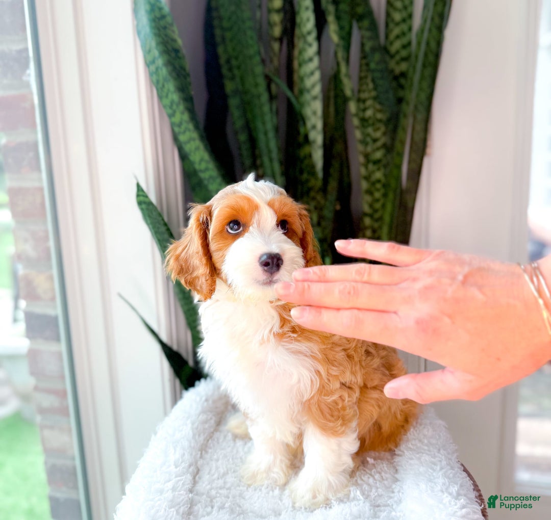 Cavapoo dogs for sale: Yolo - Image 2