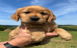 Golden Retriever dogs for sale: Pumpkin - Image 5