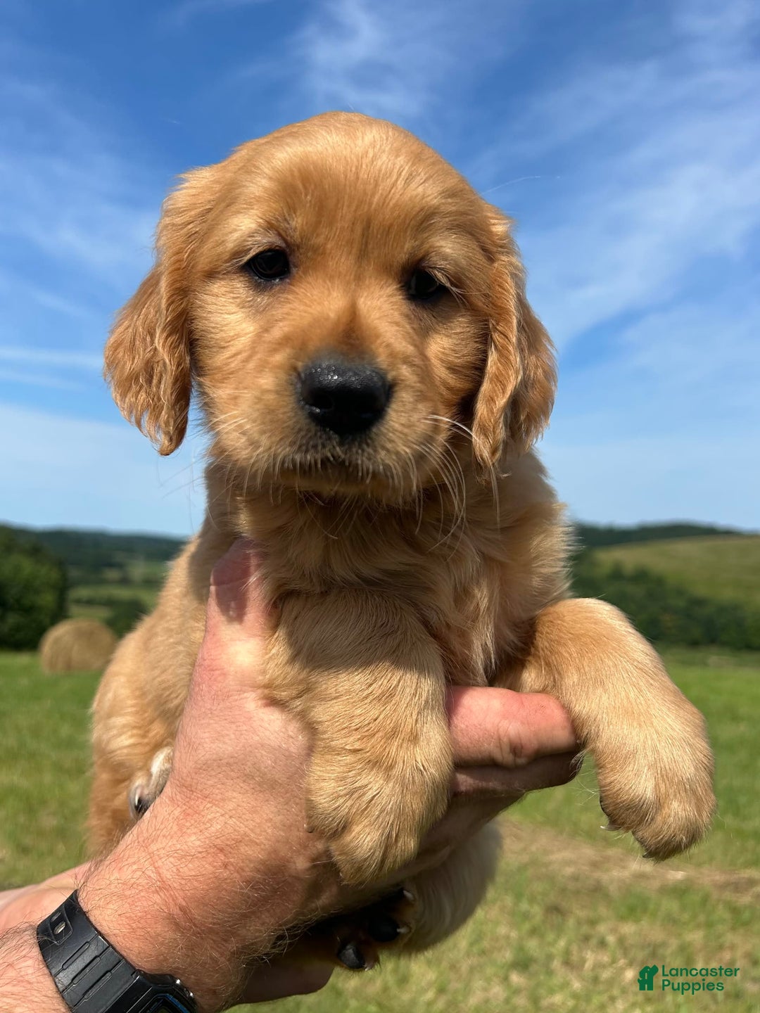Golden Retriever dogs for sale: Pumpkin - Image 5