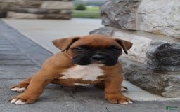 Boxer dogs for sale: Casper - Image 4