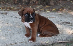 Boxer dogs for sale: Ashley - Image 7