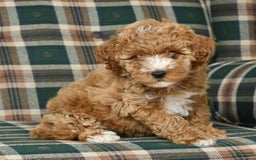 Cavapoo dogs for sale: Finny - Image 3