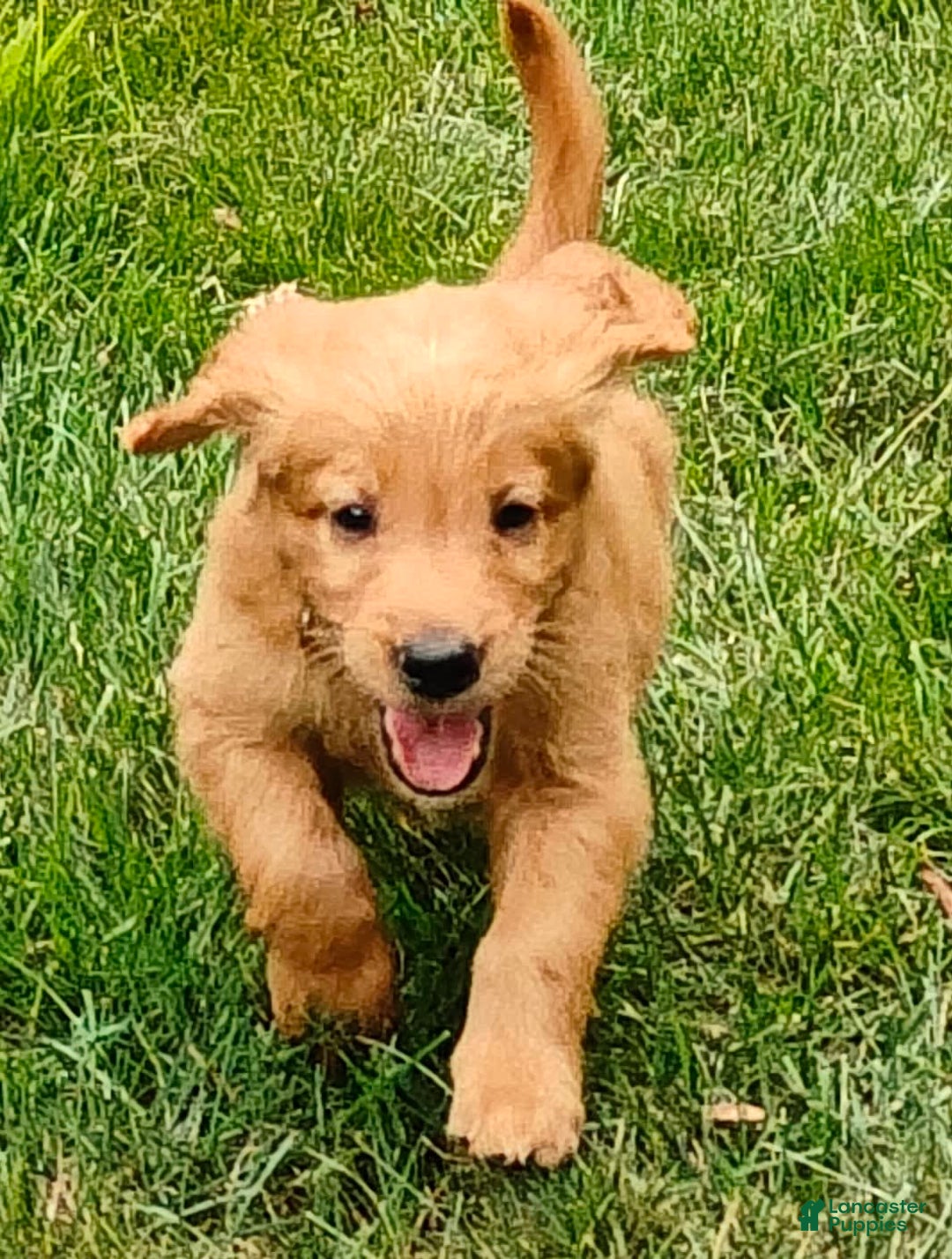 Goldendoodle dogs for sale: Rocky - Image 19