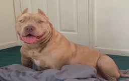 American Bully dogs for sale: Nova - Image 2