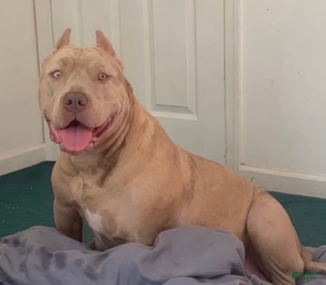 American Bully dogs for sale: Nova - Image 2