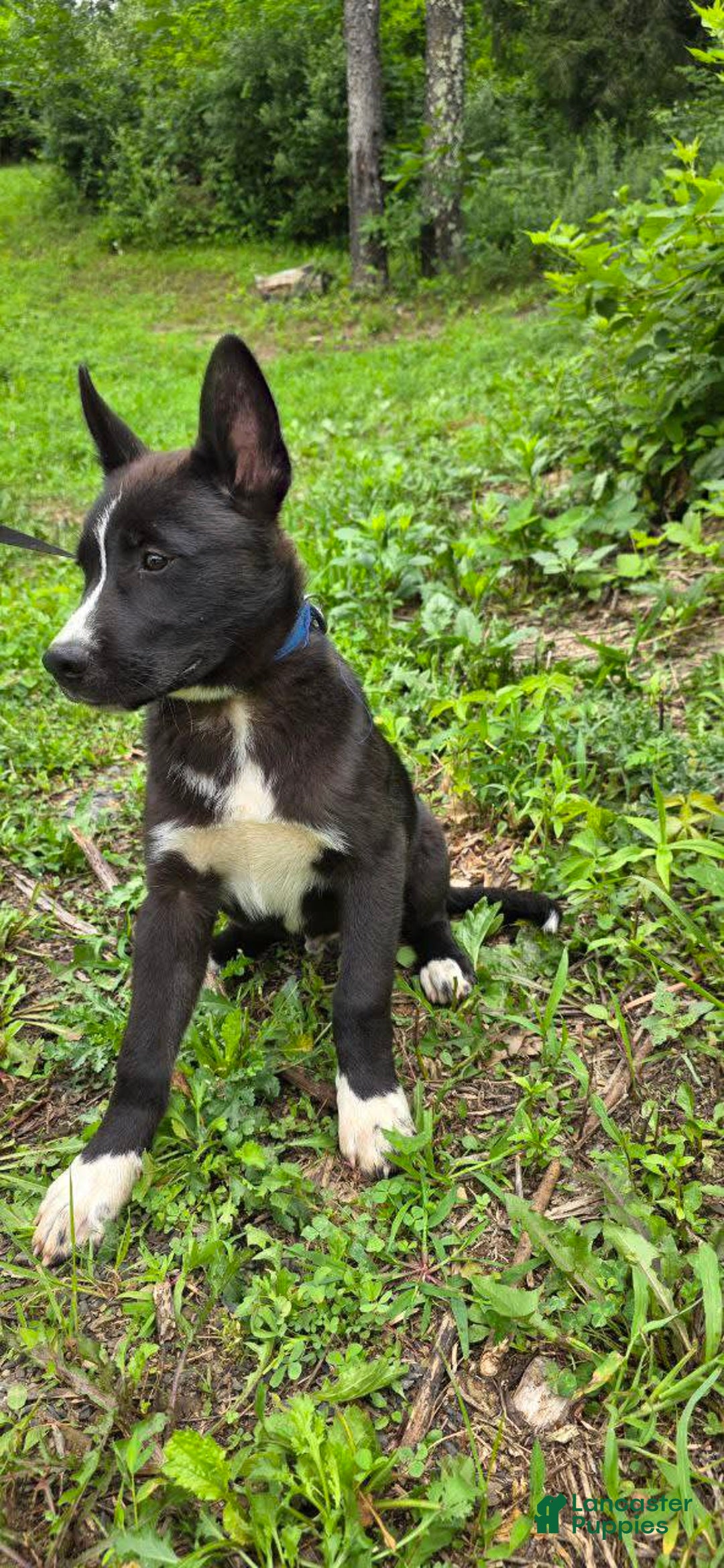 Dutch Shepherd dogs for sale: Puppy - Image 4