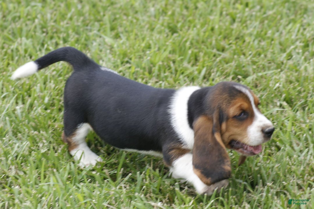 Basset Hound dogs for sale: Ned - Listing for pets: Ann, DEB, Flo, IDA, Jed, Ned, Ted - Image 6