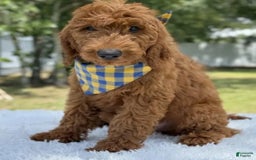 Goldendoodle dogs for sale: Chuy - Image 4