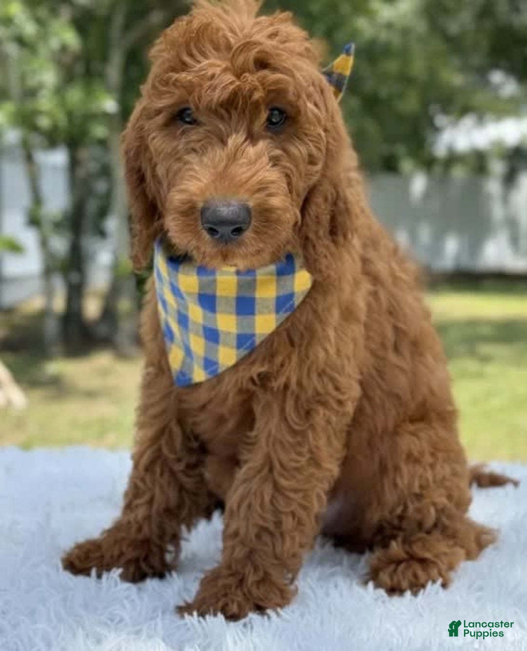 Goldendoodle dogs for sale: Chuy - Image 4
