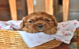 Cavalier King Charles Spaniel dogs for sale: Reba - Image 1