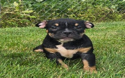 Olde English Bulldogge dogs for sale: George - Image 2