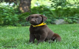 Labrador Retriever dogs for sale: Mocha - Image 1