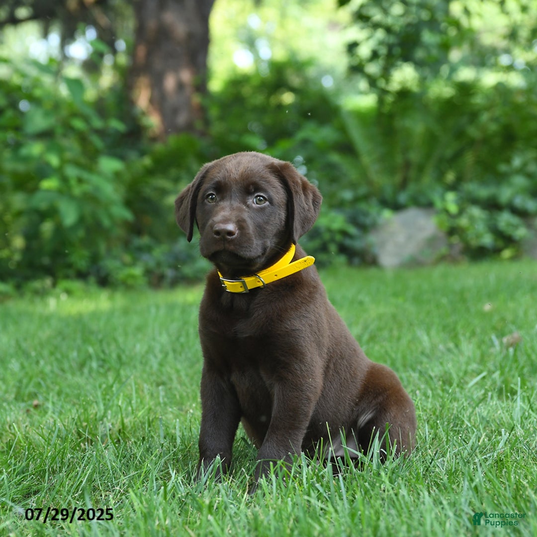 Labrador Retriever dogs for sale: Mocha - Image 1