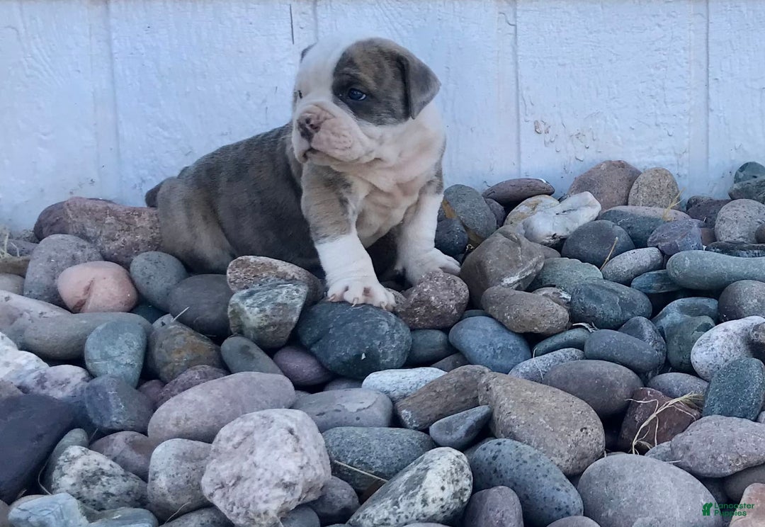 Olde English Bulldogge dogs for sale: Otto - Image 4