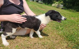 Border Collie dogs for sale: Yelena - Image 1
