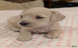 Miniature Dachshund dogs for sale: Berry Moon - Image 10
