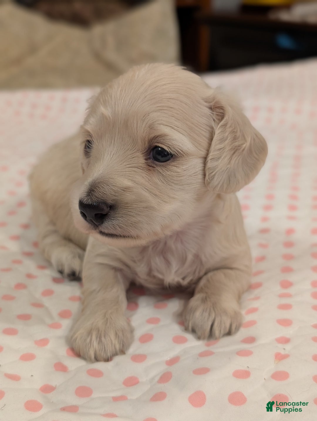 Miniature Dachshund dogs for sale: Berry Moon - Image 10