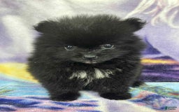 Pomeranian dogs for sale: Midnight - Image 3
