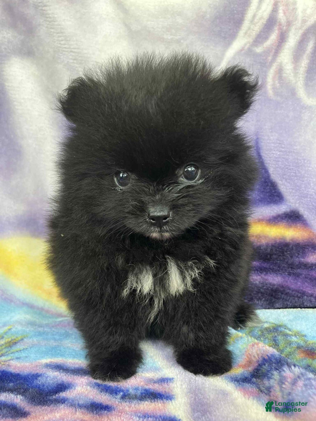 Pomeranian dogs for sale: Midnight - Image 3