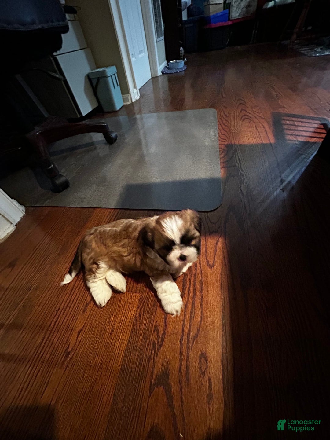 Shih Tzu dogs for sale: Jessie - Image 2