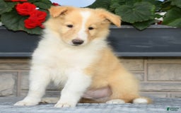 Collie dogs for sale: Prince - Image 1