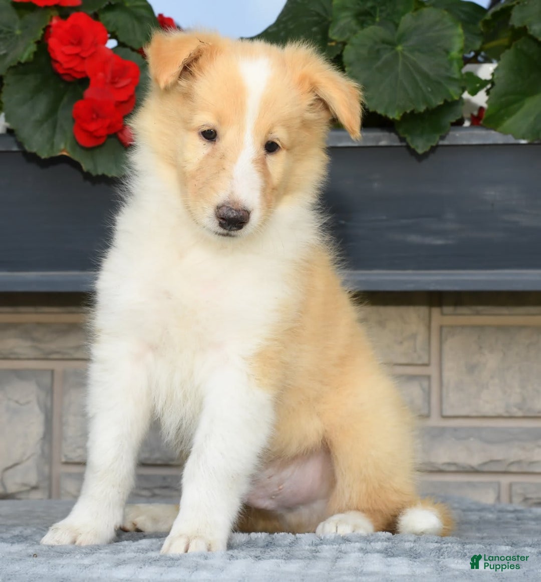 Collie dogs for sale: Prince - Image 1