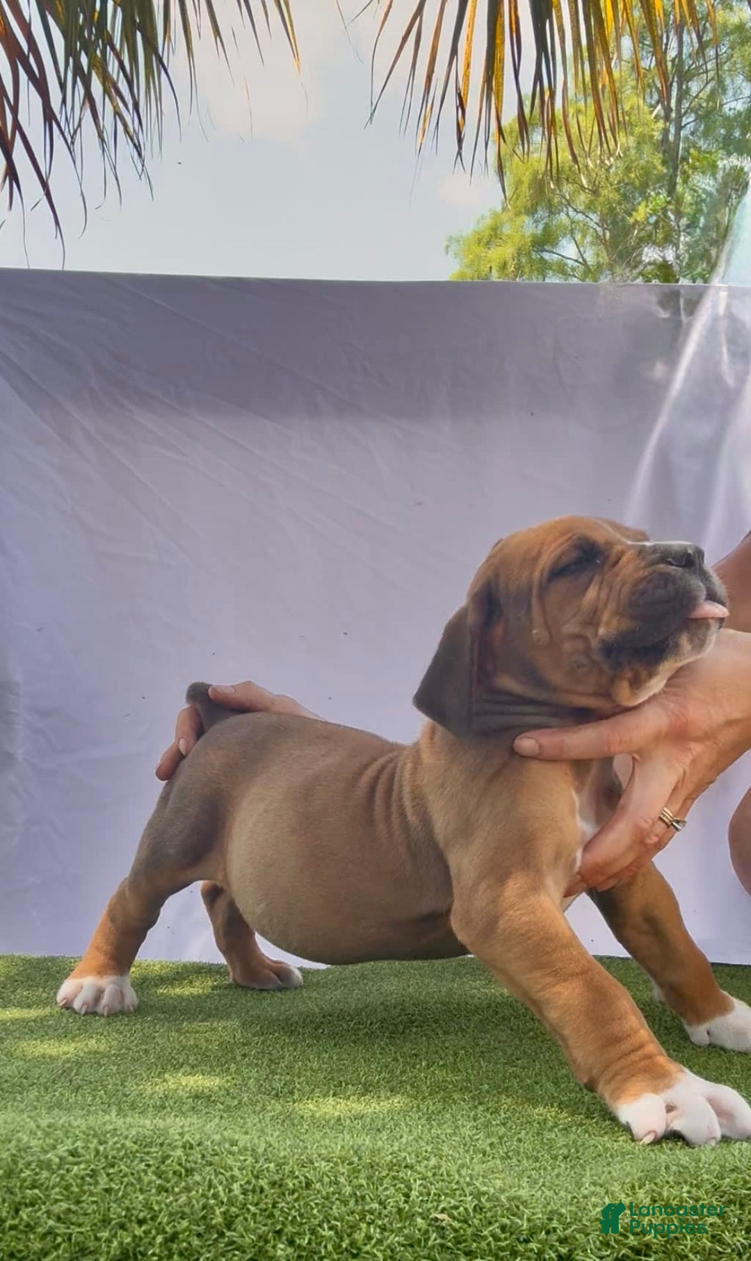South African Boerboels dogs for sale: Shannon - Image 5