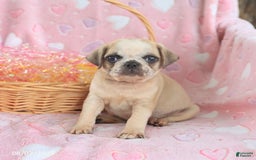 Pug dogs for sale: Archie - Image 5