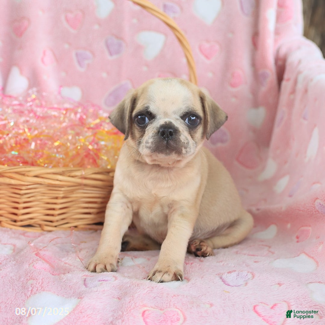 Pug dogs for sale: Archie - Image 5