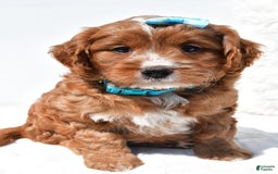 Mini Goldendoodle dogs for sale: Rubble - Image 4