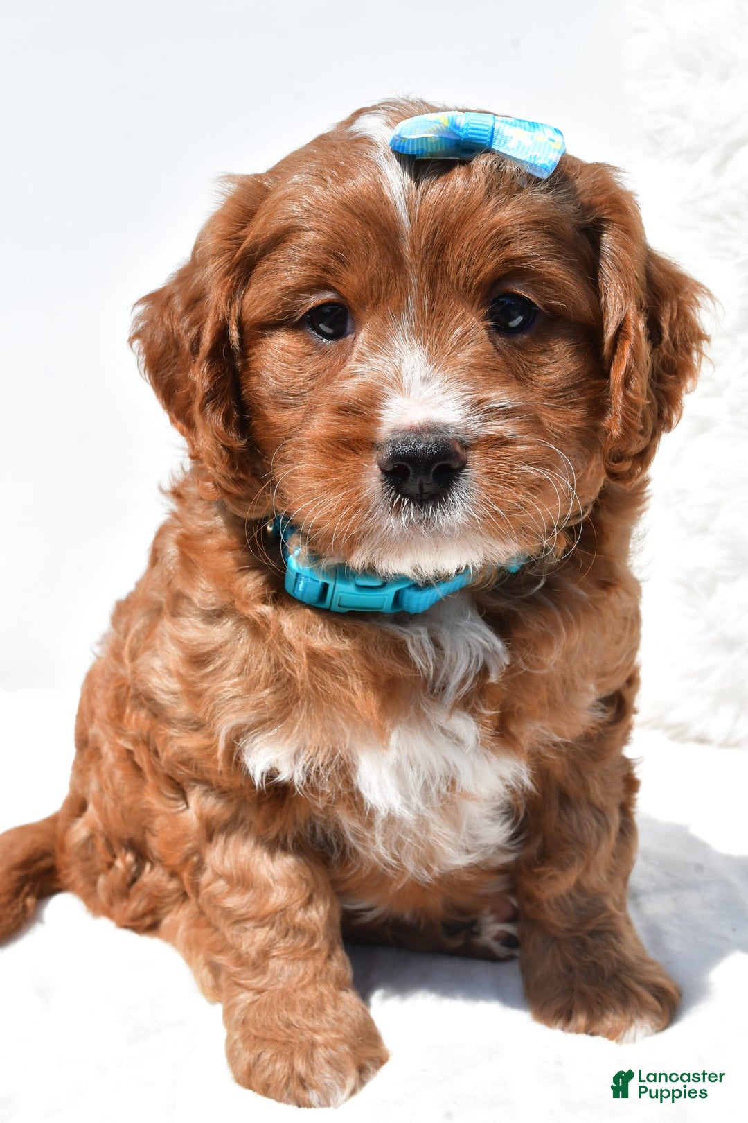 Mini Goldendoodle dogs for sale: Rubble - Image 4