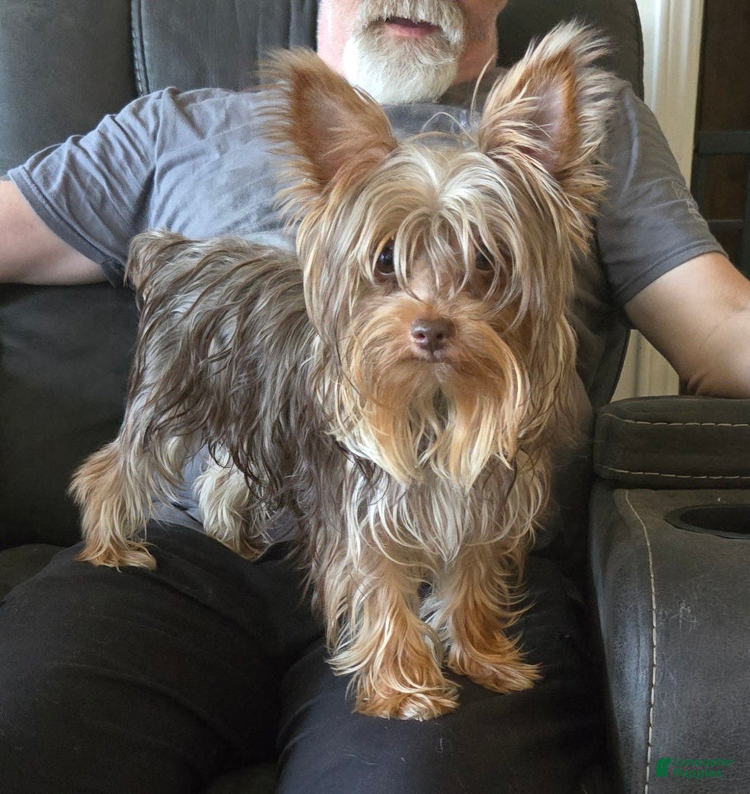 Yorkshire Terrier dogs for sale: Mr Grey - Image 5