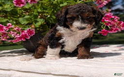Mini Bernedoodle dogs for sale: Sabrina - Image 1