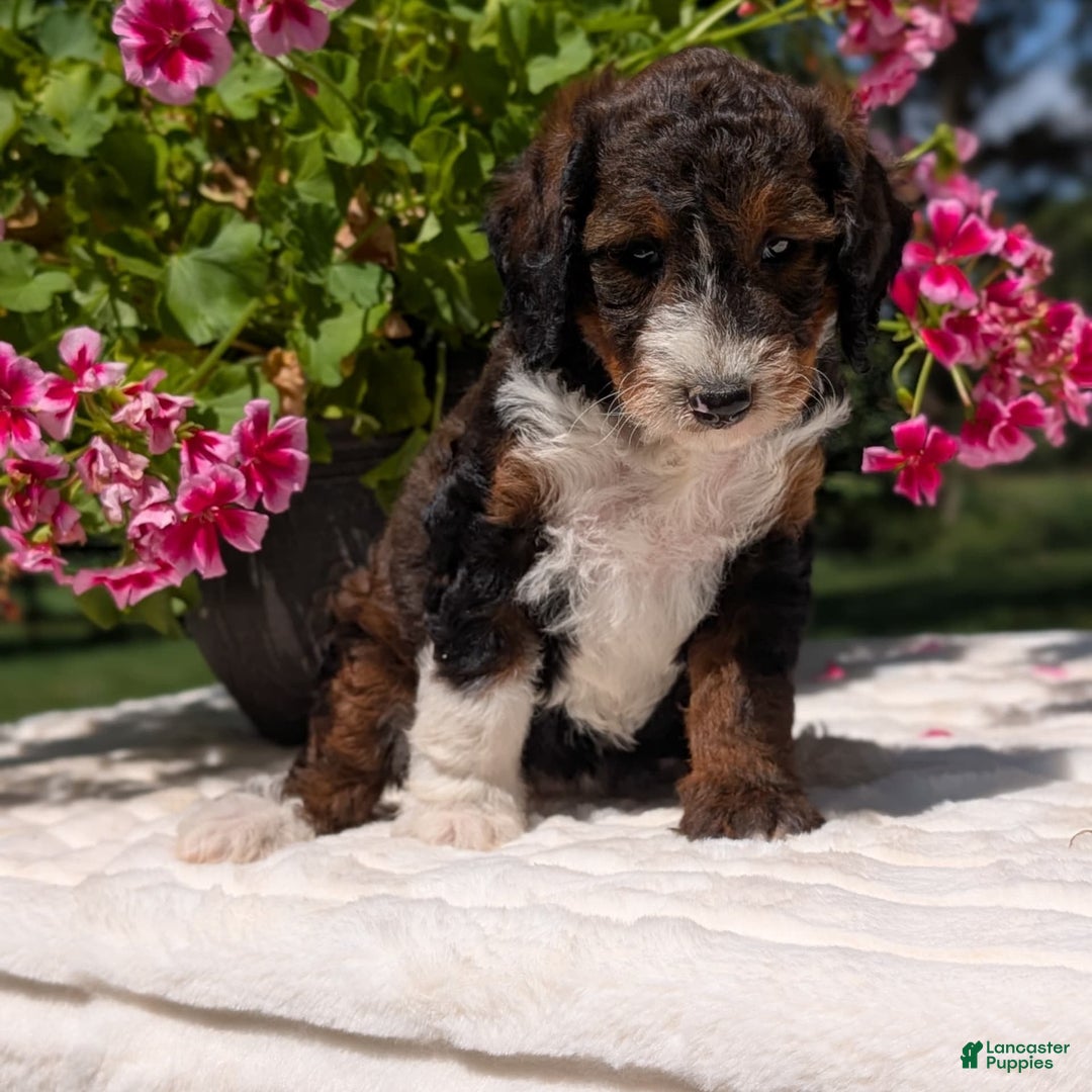 Mini Bernedoodle dogs for sale: Sabrina - Image 1