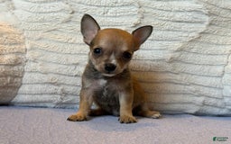 Chihuahua dogs for sale: Sergeant - Image 7