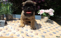 Pug dogs for sale: Celina - Image 2