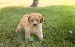 Goldendoodle dogs for sale: Michael - Image 4