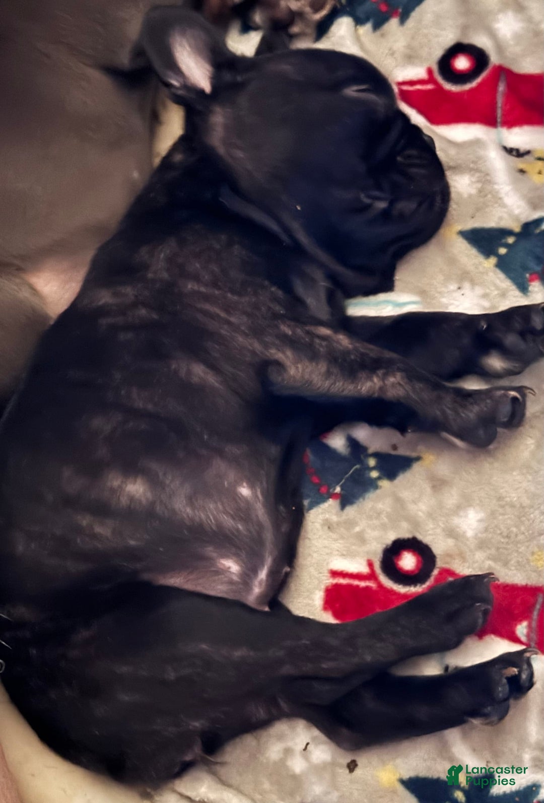 French Bulldog dogs for sale: Luna - Image 3