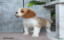 Cavalier King Charles Spaniel dogs for sale: Theo - Image 5