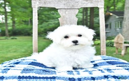 Maltese dogs for sale: Dakota - Image 2