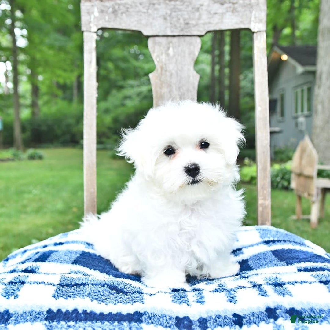 Maltese dogs for sale: Dakota - Image 2