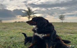Bernese Mountain Dog dogs for sale: Stella - Image 2