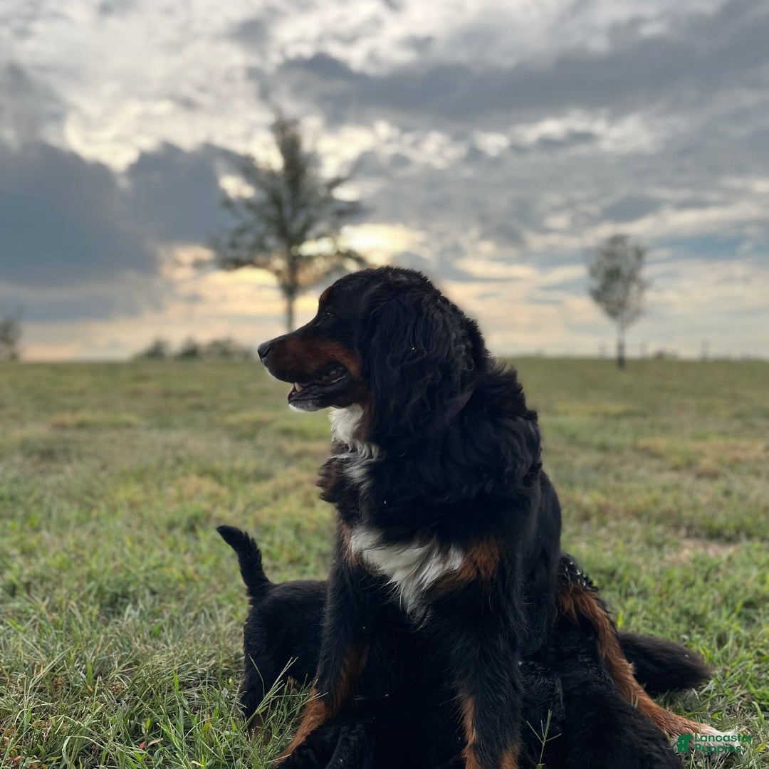 Bernese Mountain Dog dogs for sale: Stella - Image 2