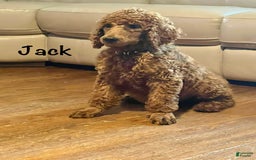 Standard Poodle dogs for sale: Jack - Image 5