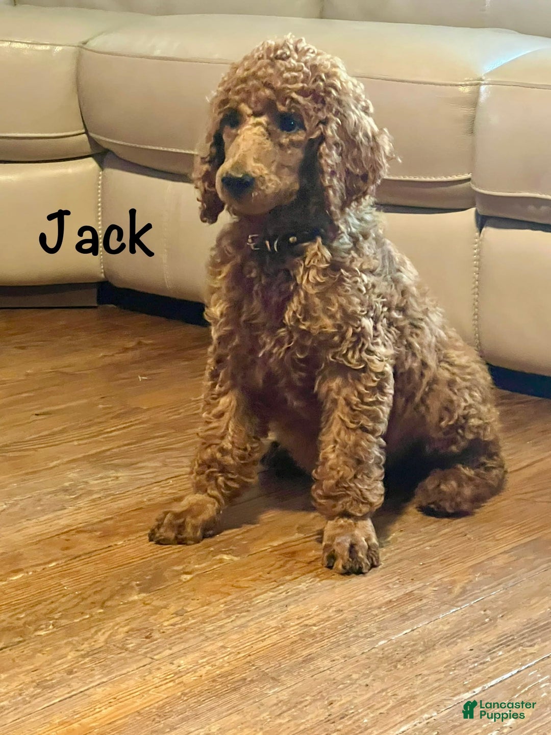 Standard Poodle dogs for sale: Jack - Image 5